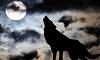 Почему волки воют на луну?