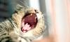 У кошки изо рта плохо пахнет — в чем может быть причина, и что делать?