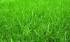 Почему трава зеленая — как ответить на этот вопрос серьезно и попроще?