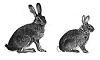 Заяц и кролик: в чём отличия?