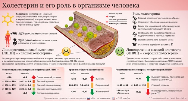 Холестерин: определение, нормы у мужчин и женщин, снижение холестерина.